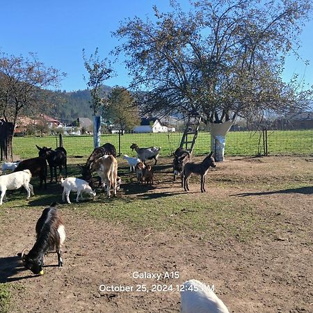 Mica Ferma Vesela Pension Câmpulung Moldovenesc Buitenkant foto