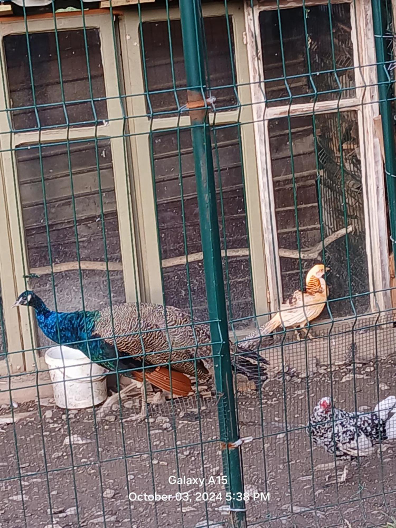 Mica Ferma Vesela Pension Câmpulung Moldovenesc Buitenkant foto